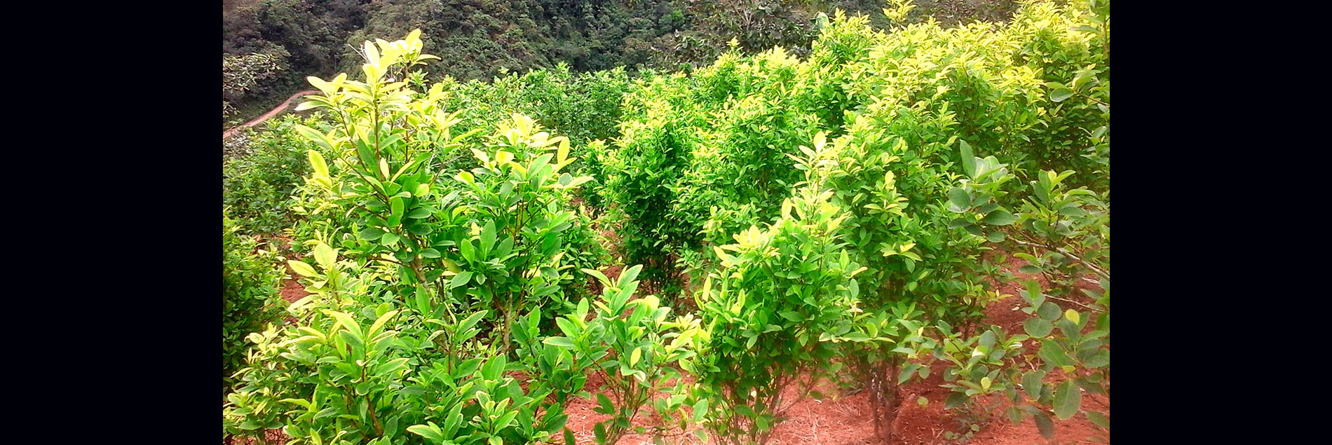 cultivo coca